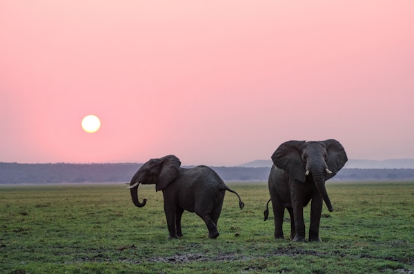 Elephants at Amboseli